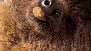 Adorable Sloth Sleeps With Food in His Mouth