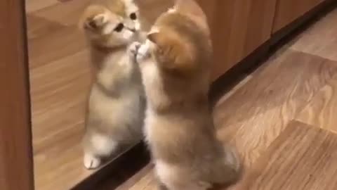 Kitty Takes Itself On In Mirror
