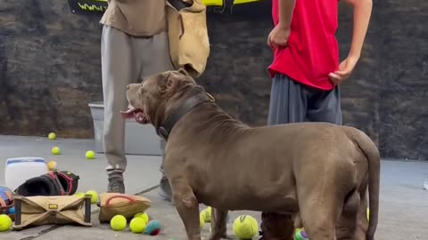 These pitbulls got incredible restraint 😮