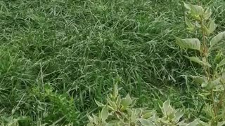 Man mows the grass.