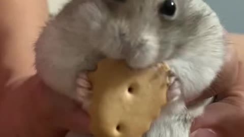 Hamster eats snack in the laziest possible way 2021 cut