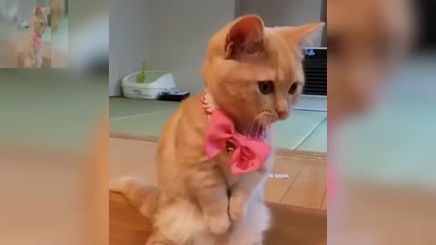 The cat is playing with his tie