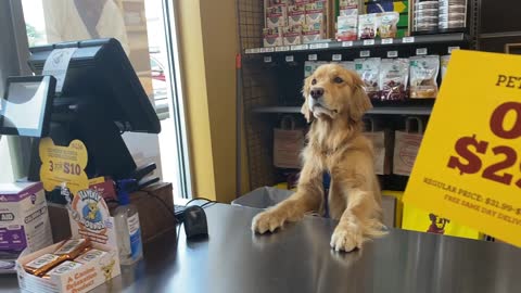 Dog Stands Behind Sales Counter at Pet Store Pretending to be Store Clerk