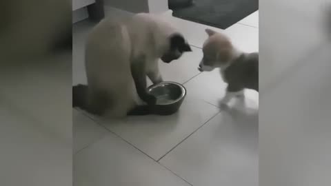 Cat funny video 😆🤣😆