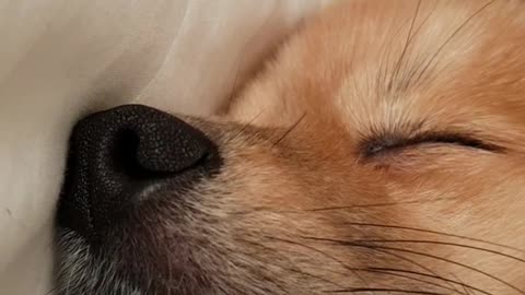 Pomeranian sleeps on bed and snores loud