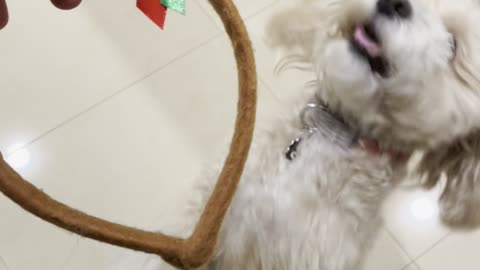 Funny Dog Dances for Toy