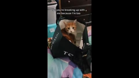 Clumsy cat repeatedly falls off bed while exploring empty bag