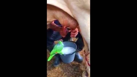 A parrot " macaw " sucks milk from a cow !