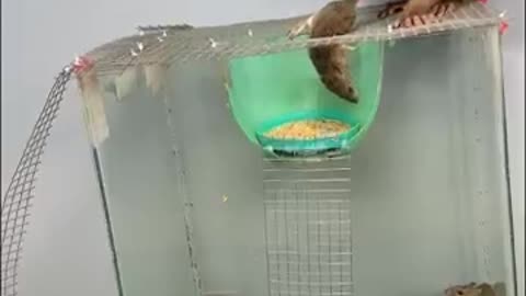 Baby monkey catches mouse and steals rice..