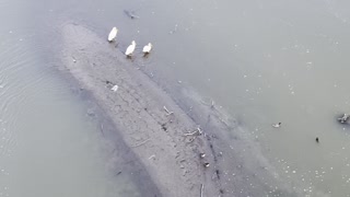 Ducks nest on an island in the river