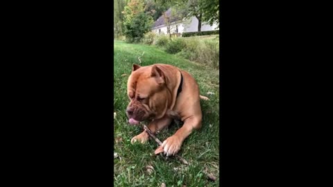Massive_Pit_Bull_uses_tree_branch_as_a_toothpick_#Shorts(360p).mp4