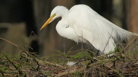 First Egret Chicks Of The Year. So Cute