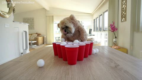 Munchkin the Teddy Bear is pretty good at beer pong