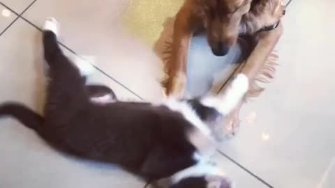Puppy begs bigger dog to play with him