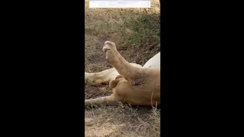 Unraveling the Secret: The Astonishing Truth behind a Lion's Slumbering Urination