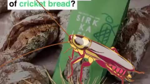 FINLAND HAS STARTED BAKING BREAD MADE FROM INSECTS