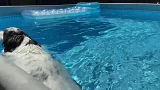 George the dog enjoying the pool in nice hot day