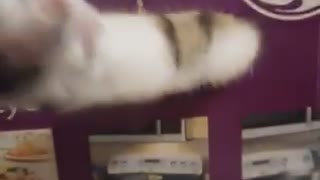Kitten Defends Cardboard Box From Human
