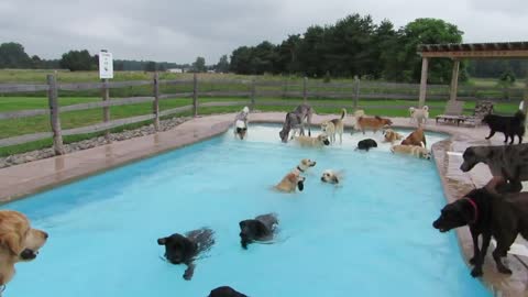 Doggy best friends enjoy epic pool party together