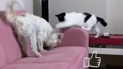 Funny Cats Enjoy