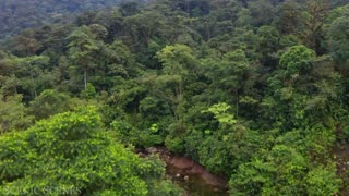 Amazon - The World’s Largest Tropical Rainforest Jungle Sounds | Scenic Relaxation