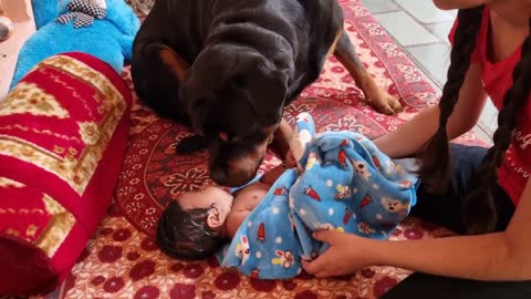 Jerry and Aaru are made for each other.Dog protecting baby