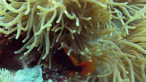 Anemone fish and sea anemone - No Sound