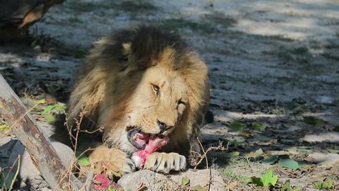 Lion eating meat in forest