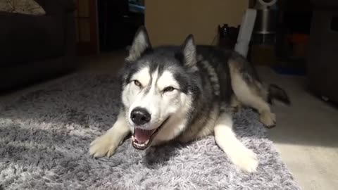 My Husky Tells Me to GET OUT Of His Beanbag!