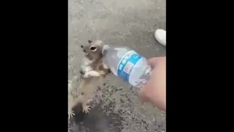 Save Life All Animals Cute Squirrel Heart touching