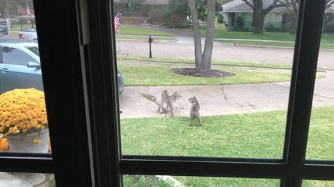 Bobcats Battle Over Territory in Front Yard