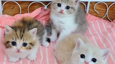Soo Cute Little Kittens 😍
