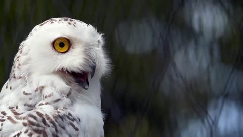 Discover the Enigmatic World of Owls