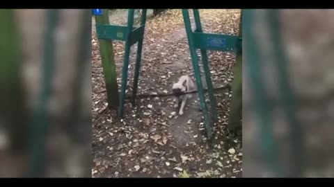 Gun Shot Funny cat funny animals