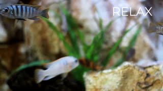 Fish relax for stress