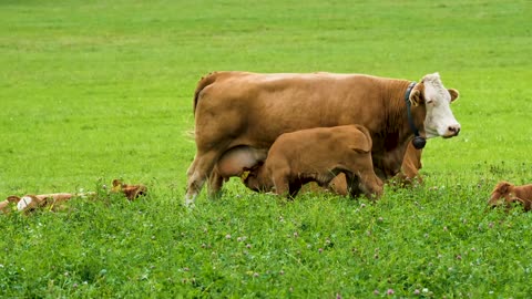 Cow babby feeding milk