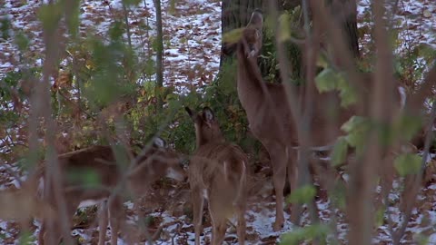 Amazing Baby Deer Join Family Eating In Woods