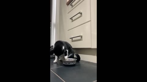 Rumble Viral: Cute kitten humorously eats food with her paws