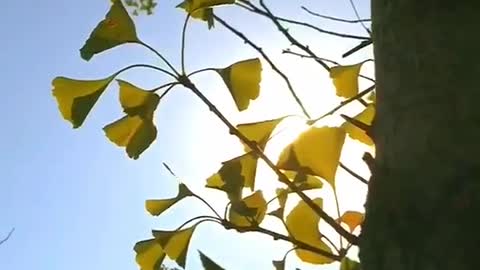 Ginkgo tree in the sun