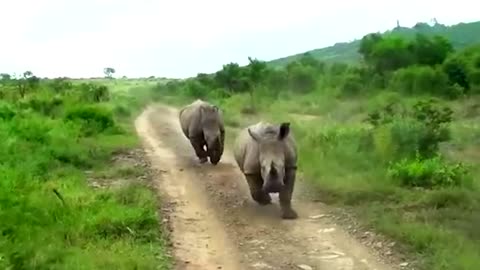 Fighting of big world animals