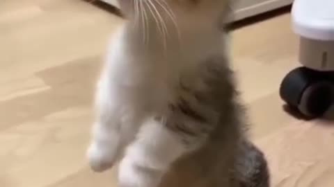 Amazing Fun Cats Video