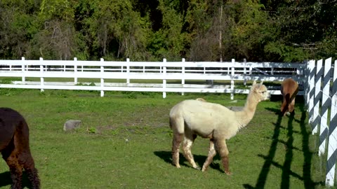 West Place Animal Sanctuary: a home for rescued pigs, donkeys, cows, alpacas, and dozens of other animals.