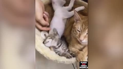 CUTE CATS DOING FUNNY THINGS | Best Of The 2021 I Funny Animal Video