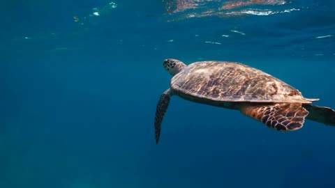 Sea turtle underwater against colorful reef with ocean waves at surface water