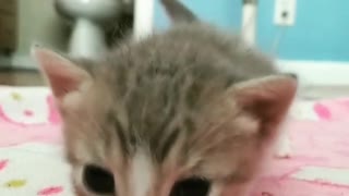 Little Kitten Just Started to Learn How to walk