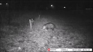 Backyard Trail Cam - Possum