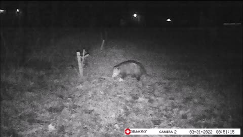 Backyard Trail Cam - Possum