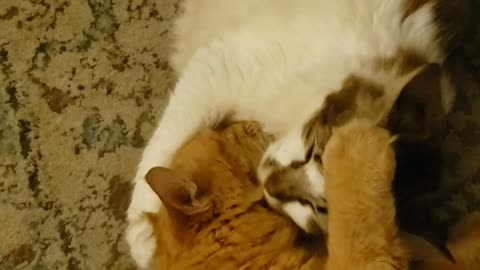 Cute Cats Show Brotherly Love!