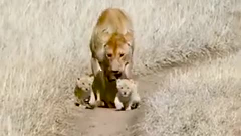 Cub Follows Dad Lion...So Cute......1080p FHR