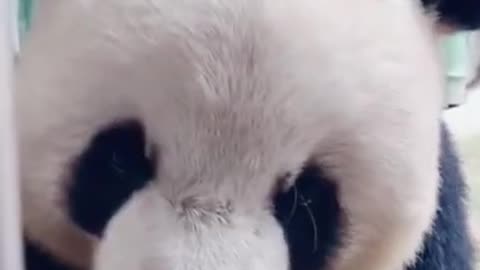 panda eating bamboo shoots sound of delicious food